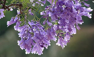 蓝花楹的花期