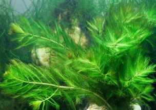 金鱼藻是什么植物 是一种沉水性多年生水草 