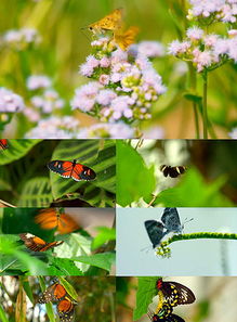 关于花和昆虫的诗句