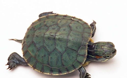 乌龟真的能活一万年吗 科学家给出答案,原来被骗了这么久