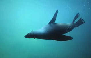 海洋内十大危险动物是什么(海洋十大危险生物)