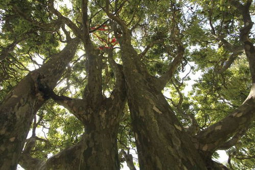 老鹰茶树是什么树,老鹰茶树介绍