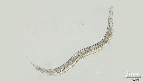 用机器 大脑 操纵活线虫运动 微型机器人新研究登Science子刊