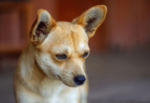 宠物养护篇 狗狗泪痕重是什么原因 难看的泪痕怎么会找上狗狗
