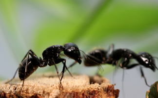 蚂蚁粉是什么东西