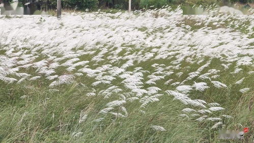 太仙了 钦州这个地方的茅芒花悄悄盛开,又是一个拍照打卡好地方