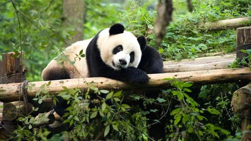 脱口秀 什么 大熊猫的英文学名不是Panda 它还要被 降级 ,国宝地位不保了
