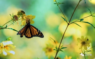 多彩的蝴蝶,是美好事物的化身 
