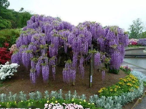 紫藤什么时候开花,紫藤是一年四季开花吗？