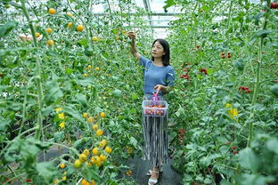 芳菲看不厌采摘愿来兹的意思(芳菲看不厌采摘园来之)