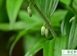 黄精种植方法及田间管理技术视频,