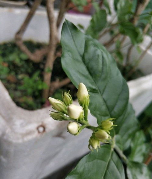 梦见茉莉花朵枯萎是什么意思啊