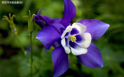 紫藤花期有多长,紫藤具体几点开花？