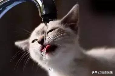 不同类型的猫咪喝水是怎么回事,关于猫喝水的特点的新消息 多特软件资讯 