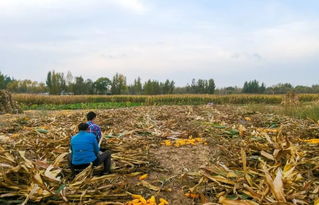 实拍老家收秋掰玉米 28亩玉米地,两手胀痛,掰玉米掰到绝望