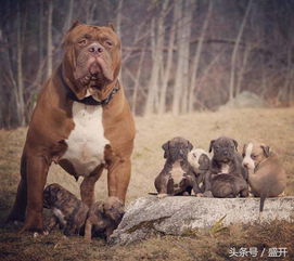世界最大的比特犬重90公斤,它生了8个宝宝价值50万美元 