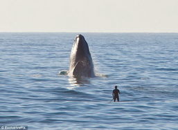 Paddle surfer risks life to get close to 40 ton whale 