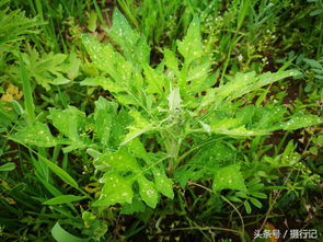 乡间的一种野生牧草,名叫泥胡菜,又名猪兜菜,您可认识 