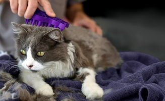猫咪肚子毛球严重堵塞怎么办,怎样帮助猫咪排出毛球 
