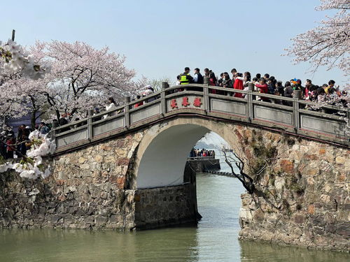 无锡鼋头渚樱花最全旅游攻略 少排队2小时 