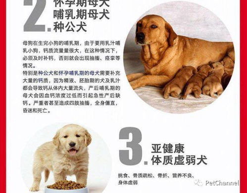 法牛中国推荐专为幼犬,产后母犬,孕期母犬定制