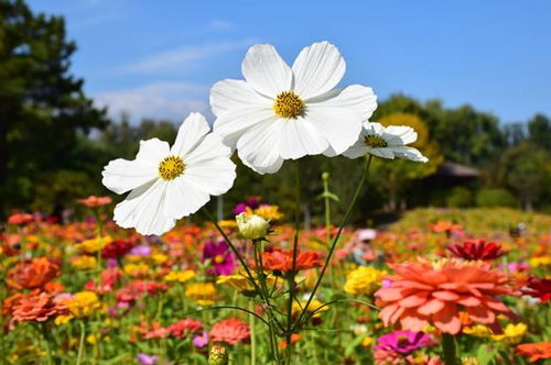 石家庄周边百亩波斯菊花海,美到窒息,还人少免费 