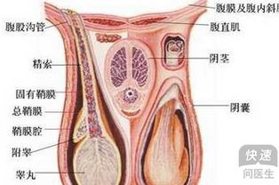 治疗睾丸萎缩可吃点中成药