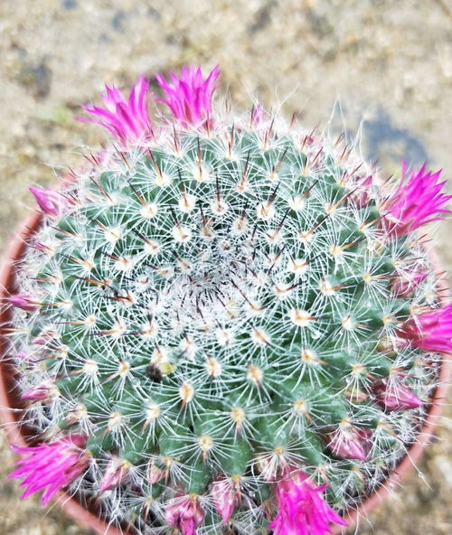 白雪光开花后的处理方法视频