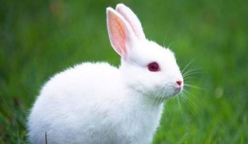 兔子能吃玉米叶吗 我看它挺爱吃的 