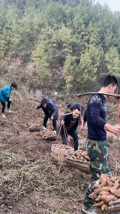 挖红薯窖的吉日（挖地窖风水讲究：探寻幸福之源！）