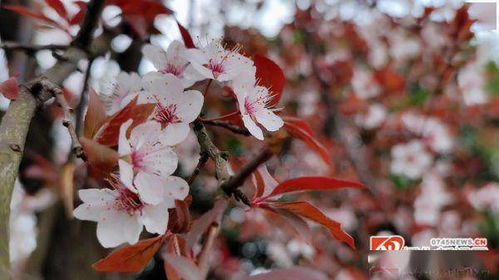 春日赏花 最近,在怀化的街头,你有被红叶李美到吗
