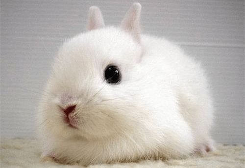 养宠经验 兔子便秘能自然好吗