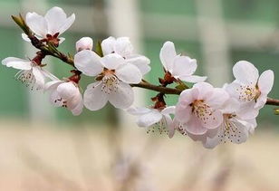 一般桃花是在几月开花