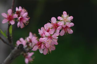 三月桃花红似火 人面桃花相映红