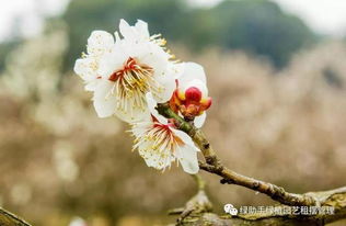 春天开放的八种花介绍语,开春迎花