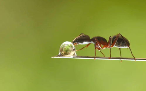 你还知道关于蚂蚁的哪些知识(你还知道关于蚂蚁的哪些知识和技能)