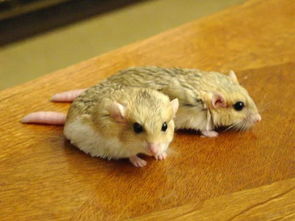 物种日历 过街老鼠和实验室的大白鼠,竟然是同一种 