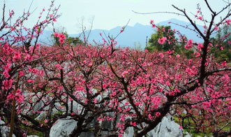 翁源乡间看百花与桃花争艳,东华寺新年祈福