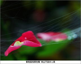 梦里落花又成雪