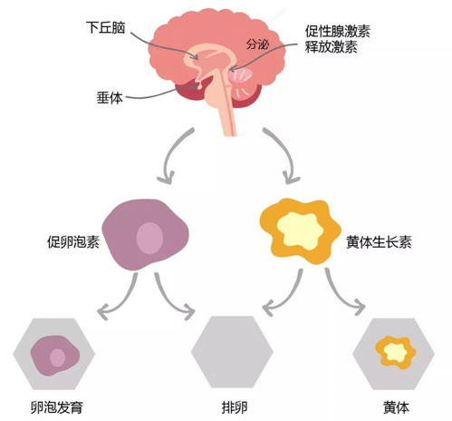 为什么越来越多的夫妻怀不上孩子 真相远远不止年龄这么简单