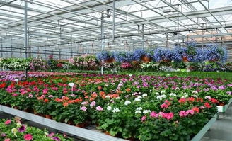 适合大棚种植的花卉有哪些 最大的花卉种植大棚养花基地在哪