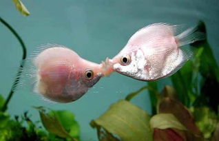 怎样能让亲吻鱼不再KISS 死伤惨重啊 