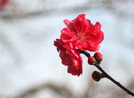 申城桃花提前初绽 预计3月上中旬进入盛花期 