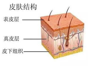 皮肤那么美,那么差 是因为它