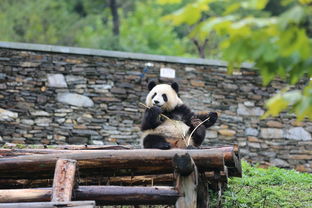 大熊猫基地旅游攻略：探秘国宝的家园，