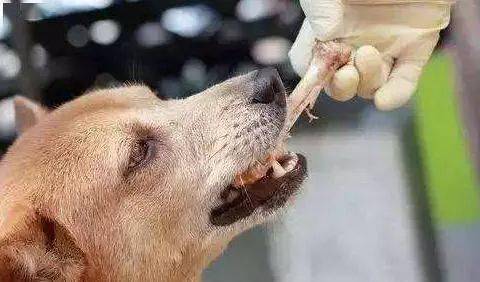 什么食物狗狗不能吃，杀伤力是非常大的(哪些食物狗不能吃什么)