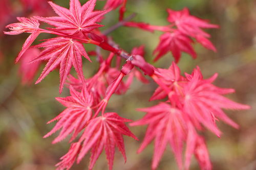 优亨达日本红枫：独特之美，为您的生活增添色彩