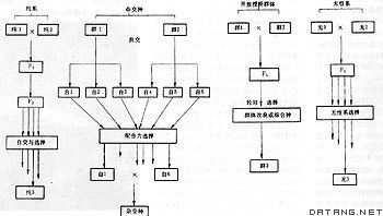 “育种”的意思如何、育种的读音怎么读、育种的拼音是什么、怎么解释？