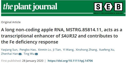 中国农业大学韩振海教授团队揭示长链非编码RNA及其顺式靶向基因参与苹果砧木缺铁适应性反应