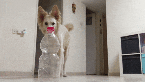 为什么很多狗喜欢把塑料瓶当玩具